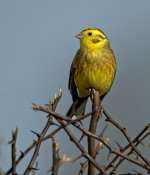 Male Yellow Hammer.jpg