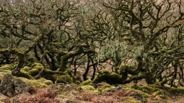 031 Wistman's Wood 01-0170 PS Adj.JPG