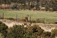 037 Young Red Deer 02-6375 PS Adj.JPG