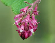 flower190323.jpg flower190323.jpg