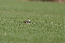 Lapwing.jpg Lapwing.jpg