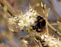 Forum Bee.jpg Forum Bee.jpg