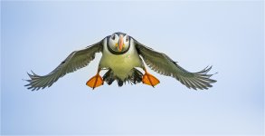 Puffin 1.jpg