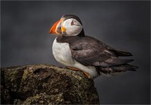 Resting_Puffin 2.jpg