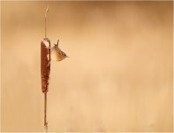 Wren_On_Bullrush 3.jpg