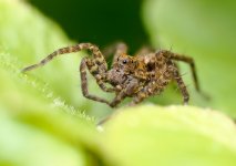spider300323.jpg spider300323.jpg