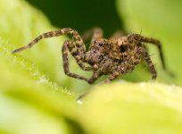 spider300323hc.jpg spider300323hc.jpg