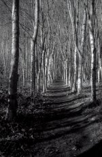 Symmetrical Trees.JPG