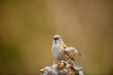 Dunnock singing 2.jpg