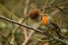 Robin 850 on 850 with 1.7 converter on 500.jpg