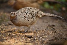 Female pheasant.jpg