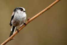 Long tailed tit.jpg