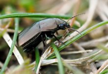 beetle010423.jpg