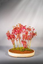 Bonsai Atropurpurea Light.jpg Bonsai Atropurpurea Light.jpg