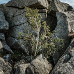 030 Higher Tor Holly Bush 01-0524 PS Adj.JPG