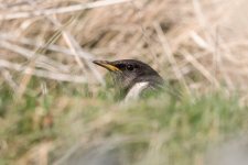Ring ouzel head.jpg Ring ouzel head.jpg