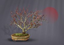 Berberis Moon.jpg Berberis Moon.jpg