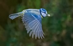Blue tit.jpg