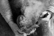 Week 15 - snapper's choice 2 (B&W).jpg