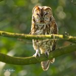 Tawny 1 - Rufford 18 04 23.jpg