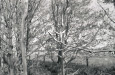 forum comparison.jpg