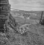 Rusty does a quick about turn v small.jpg