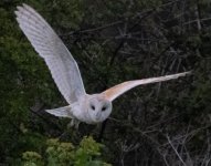 barnie1.jpg barnie1.jpg