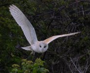 barnie2.jpg barnie2.jpg