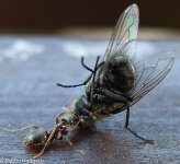 AntAndFlySmall.jpg