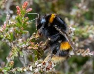 bumblebee290423.jpg bumblebee290423.jpg
