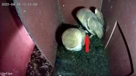 First egg 900.jpg First egg 900.jpg