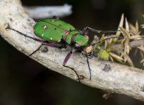 greentigerbeetle290423.jpg greentigerbeetle290423.jpg