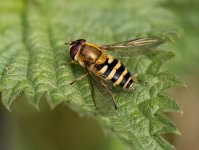 commonbandedhoverfly060523.jpg