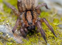 spider060523.jpg