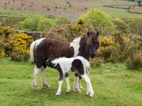 032 Pony anf Foal on Nattor 01-1000954 PS Adj.JPG 032 Pony anf Foal on Nattor 01-1000954 PS Adj.JPG