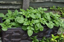 _DSC0006 (4).JPG _DSC0006 (4).JPG