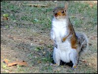 Squirrel Sidmouth Church FZ82 P1000739.JPG