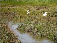 Swans on the banks of the Clyst G5 P1070099.JPG