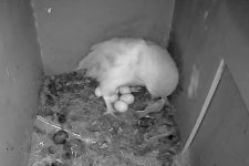 Barn owl eggs.jpg Barn owl eggs.jpg