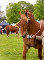 Week 20 - robust (143 of 184).jpg