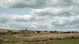 028 Cattle Gathering 01-6505 PS Adj.JPG 028 Cattle Gathering 01-6505 PS Adj.JPG