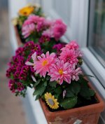 L1030164_DxO-z50p-2-c.jpg L1030164_DxO-z50p-2-c.jpg