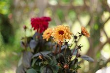 L1030182_DxO-L50c-2.jpg L1030182_DxO-L50c-2.jpg