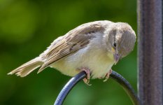 DSC_2297.jpg DSC_2297.jpg