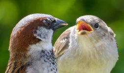 feedng1.jpg feedng1.jpg