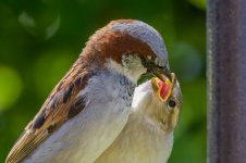 feeding2.jpg feeding2.jpg