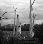 005 55 mm bham uni 180 mm wooten_007_007.JPG 005 55 mm bham uni 180 mm wooten_007_007.JPG