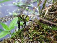 Dragonfly1.JPG Dragonfly1.JPG