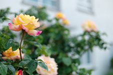 L1030184_DxO-L50c-2.jpg L1030184_DxO-L50c-2.jpg