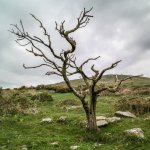021 Dead Tree under Widgery Cross 01-1000609 PS Adj.JPG 021 Dead Tree under Widgery Cross 01-1000609 PS Adj.JPG